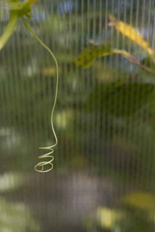 Comment les animaux marins s'adaptent-ils à l'acidification des océans ?